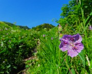 21 Geranium phaeum (Geranio stellato) sul sent. 219
